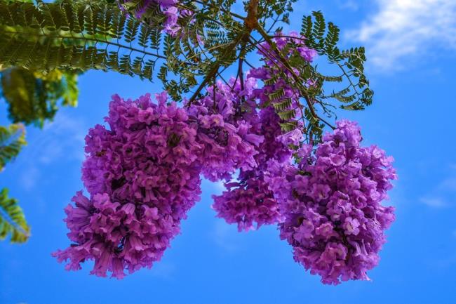 Hermosas flores phoenix púrpuras