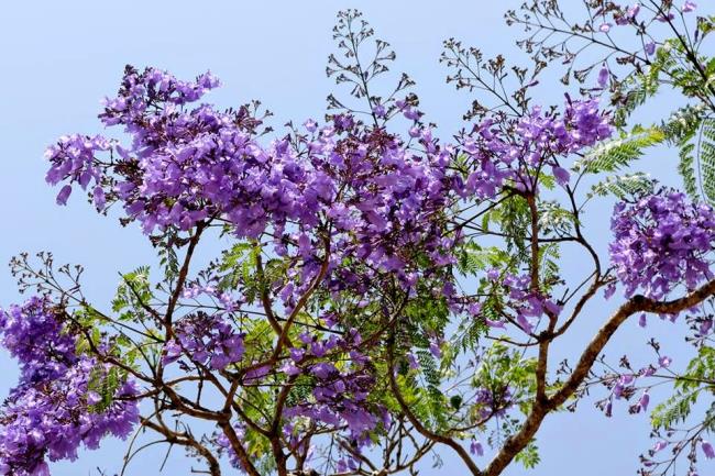Frumoase flori violet de fenix