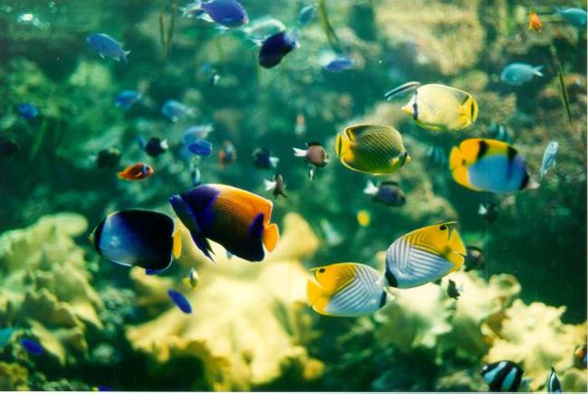 Zusammenfassung einiger schöner Aquarienbilder