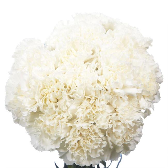 Combining images of the most beautiful white carnation
