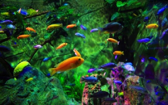 Summary of some beautiful aquarium images