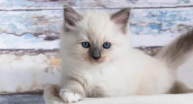 Collection of the most beautiful Ragdoll cats