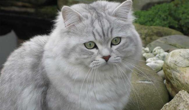 सबसे सुंदर ब्रिटिश लंबे बालों वाली बिल्ली का सारांश