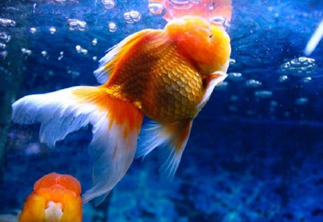 कुछ सुंदर मछलीघर छवियों का सारांश