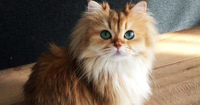 Rezumatul celei mai frumoase pisici britanice cu păr lung