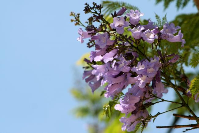सुंदर बैंगनी फीनिक्स फूल