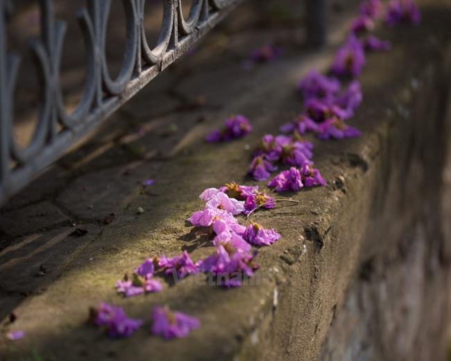 Beautiful purple Lentil flower image