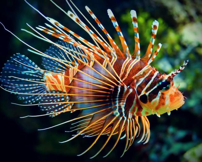 Zusammenfassung einiger schöner Aquarienbilder