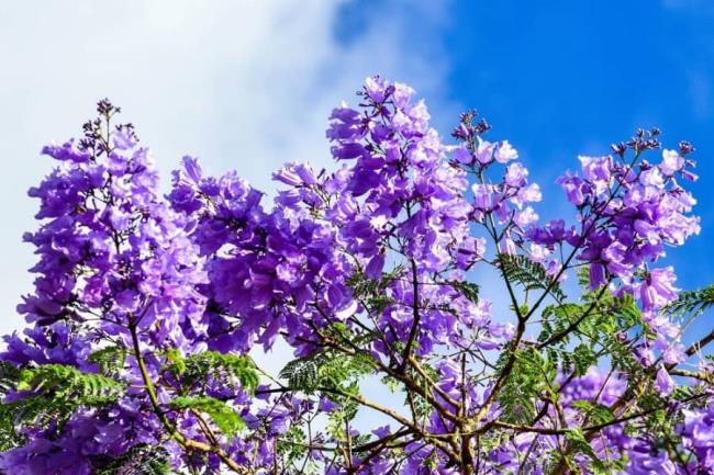Красивые фиолетовые цветы феникса
