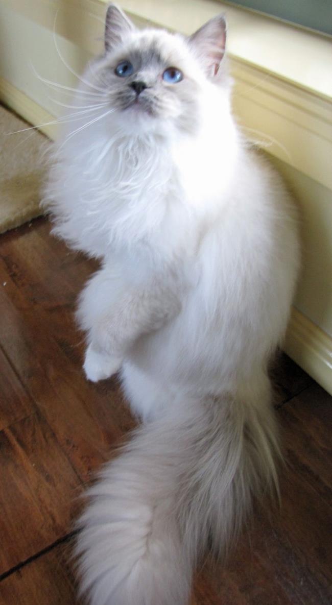 Краткая информация о самой красивой британской длинношерстной кошке