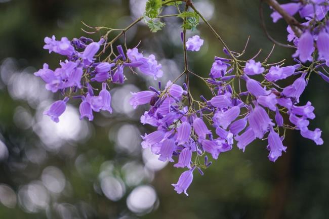 Красивые фиолетовые цветы феникса