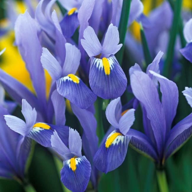 Summary of the most beautiful irises in the world