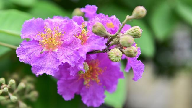 Beautiful purple Lentil flower image