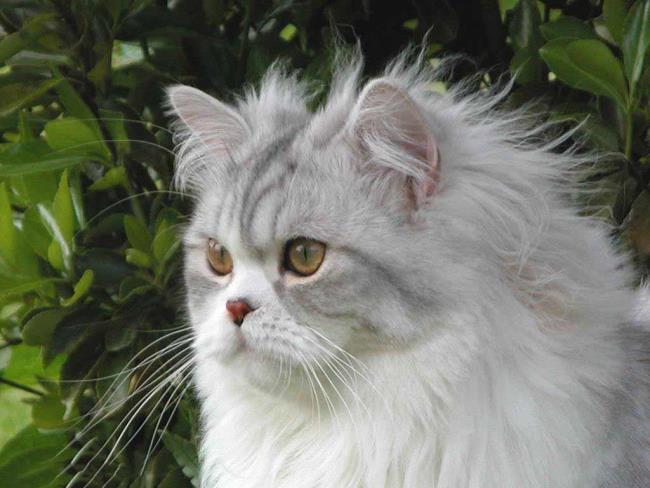Resumen del gato de pelo largo británico más bello