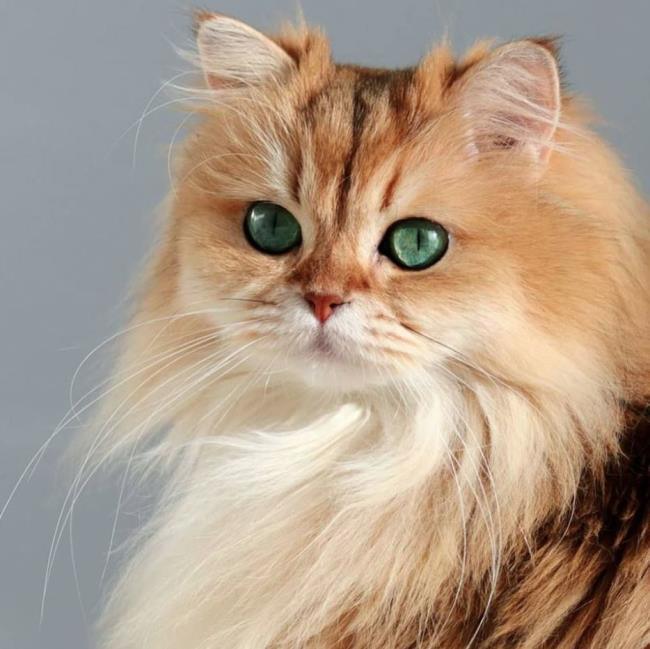가장 아름다운 영국 장발 고양이의 요약
