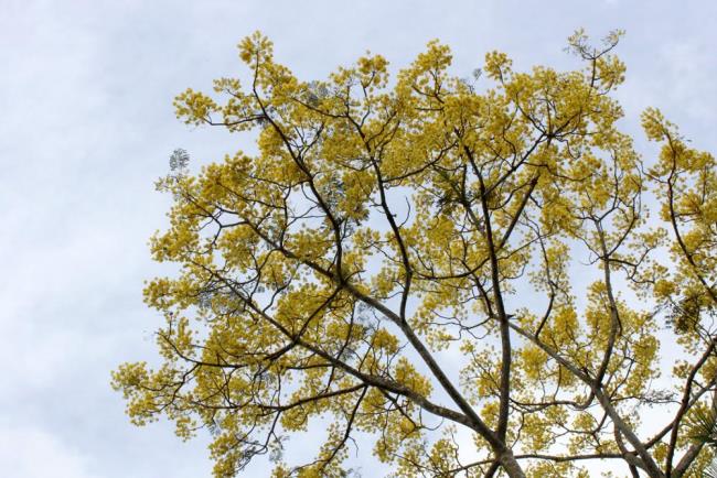 सुंदर पीले फीनिक्स के फूल