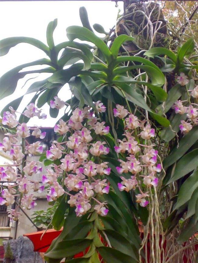 Сводка самых красивых картинок орхидей
