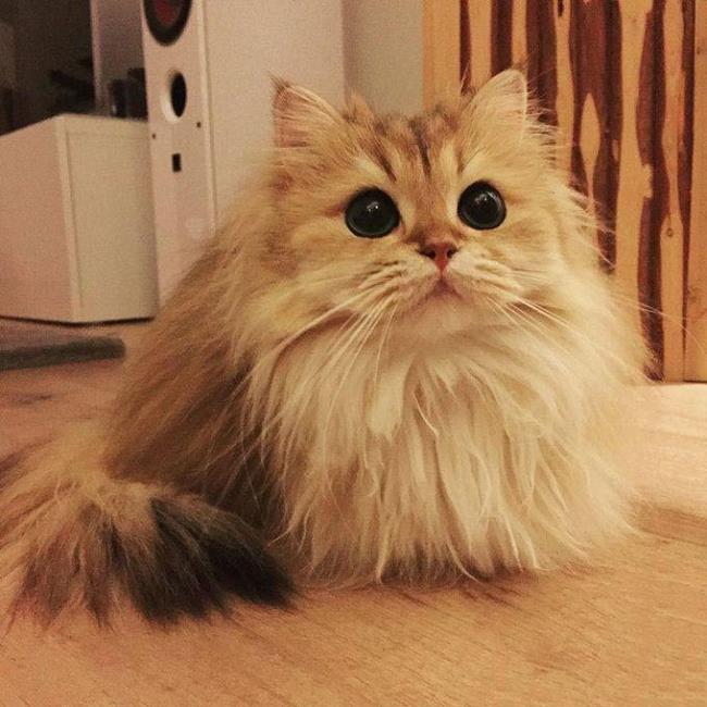 ملخص أجمل قطة بريطانية ذات شعر طويل