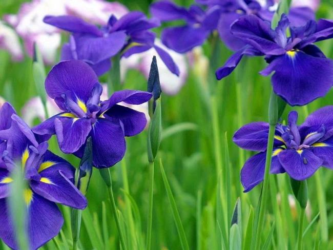 Résumé des plus beaux iris du monde