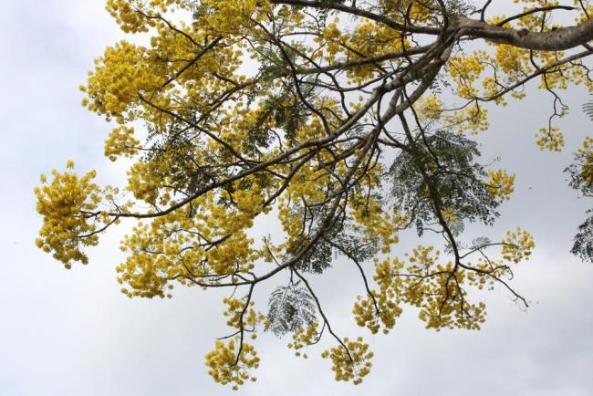 Piękne żółte kwiaty feniksa