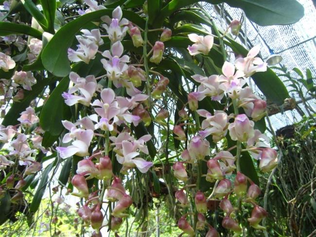 Rezumatul celor mai frumoase imagini cu orhidee