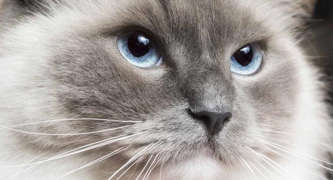 सबसे खूबसूरत रैगडॉल बिल्लियों का संग्रह