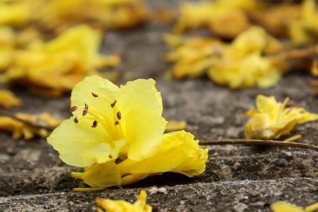 Hermosas flores de fénix amarillas