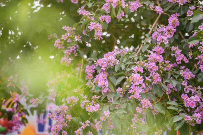 सुंदर बैंगनी मसूर के फूल की छवि