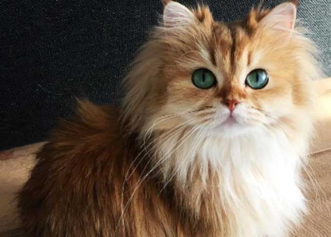 가장 아름다운 영국 장발 고양이의 요약