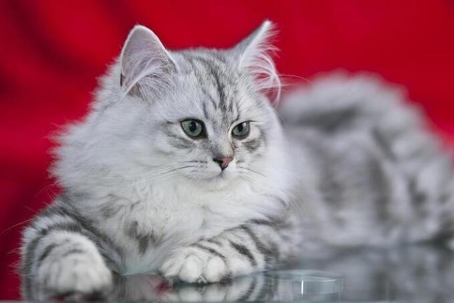 Rezumatul celei mai frumoase pisici britanice cu păr lung