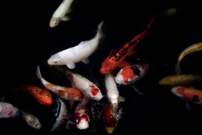 Coleção das mais belas fotos de peixes Koi
