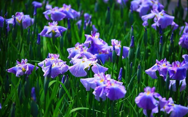 Résumé des plus beaux iris du monde