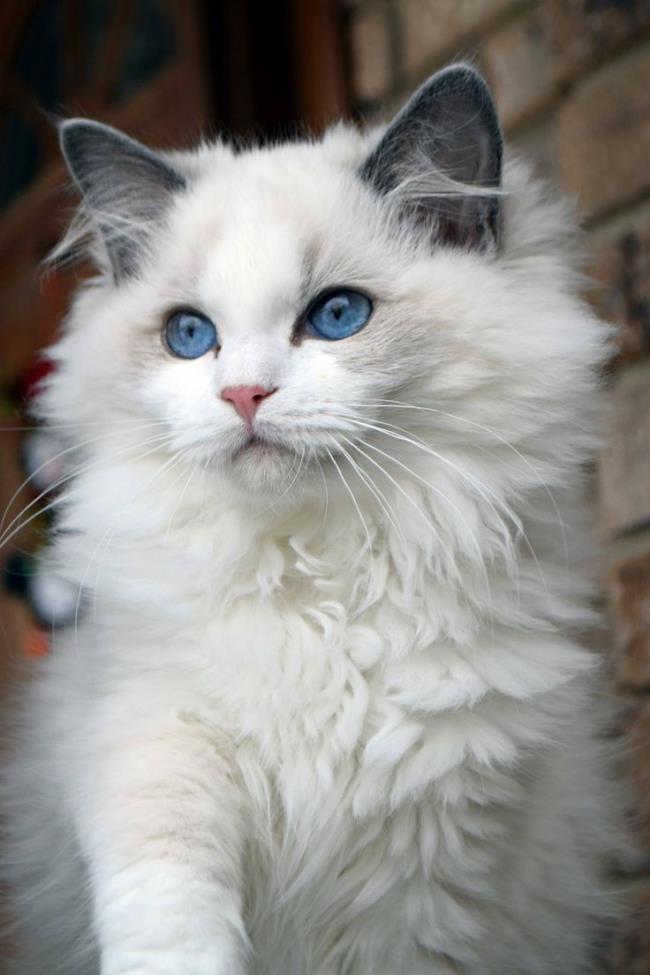 Koleksi kucing Ragdoll yang paling indah