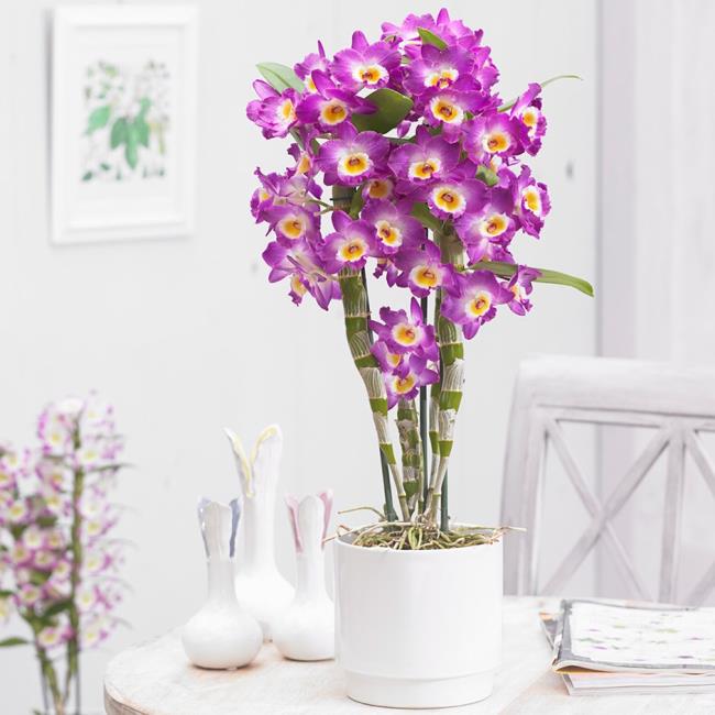 Zusammenfassung der schönsten Orchideenbilder