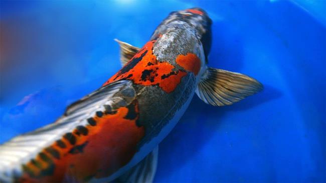 Sammlung der schönsten Koi-Fischbilder
