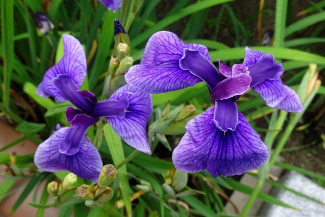 दुनिया में सबसे सुंदर irises का सारांश