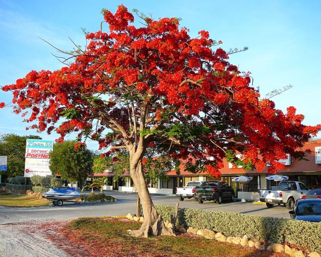 Piękny obraz drzewa feniksa