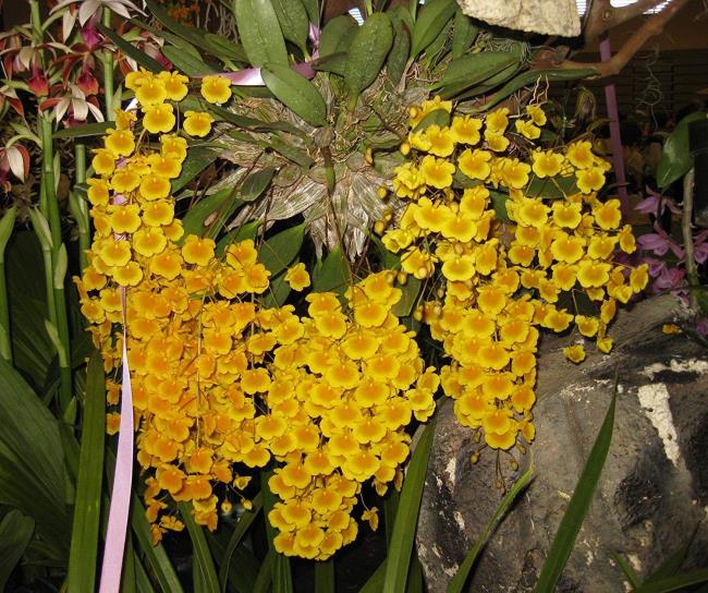 Resumo das mais belas fotos de orquídeas
