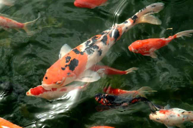 Collection of the most beautiful Koi fish pictures
