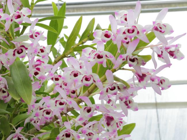 Rezumatul celor mai frumoase imagini cu orhidee