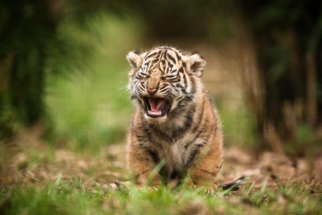 सबसे सुंदर बाघ छवि का संग्रह