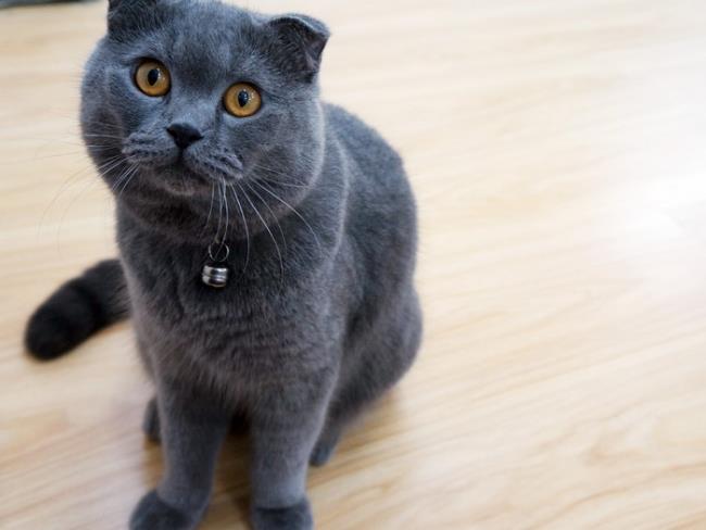 Краткая информация о самой красивой британской длинношерстной кошке