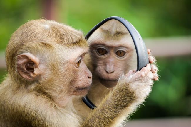 Koleksi gambar monyet yang sangat indah dan lucu
