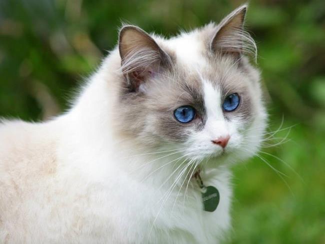 Colecția celor mai frumoase pisici Ragdoll
