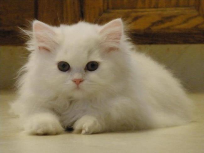 ملخص أجمل قطة بريطانية ذات شعر طويل