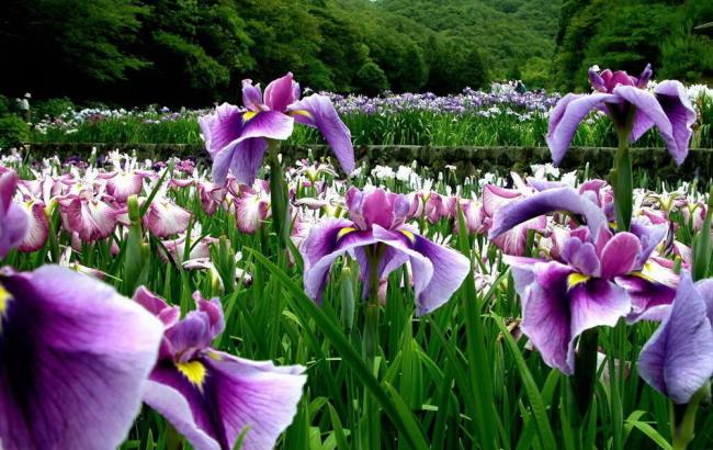 Ringkasan iris terindah di dunia