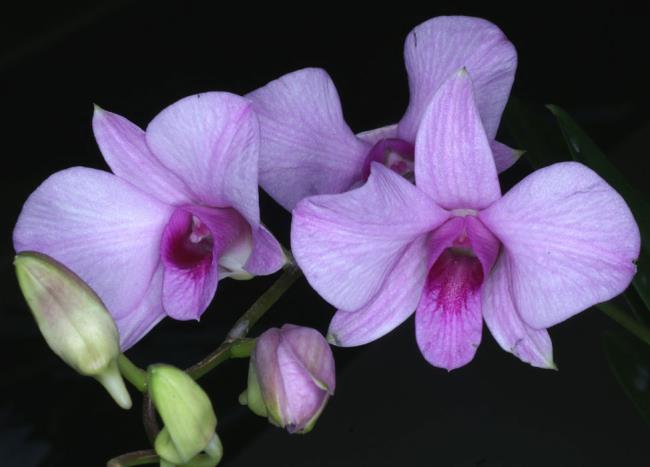 En güzel orkide resimlerinin özeti