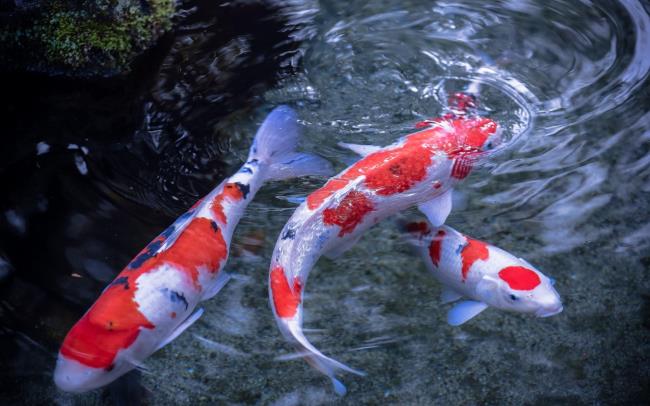 Koleksi gambar ikan Koi yang paling indah