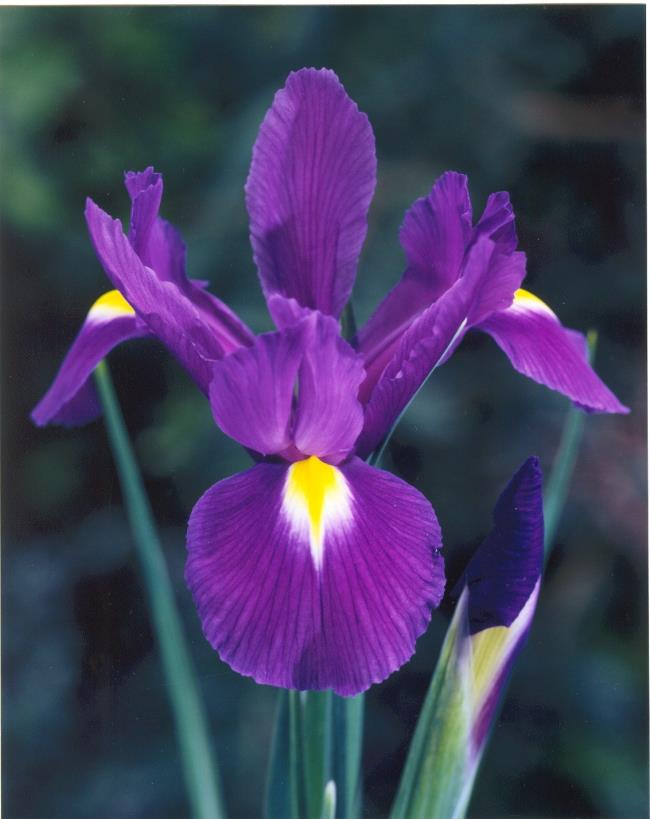 दुनिया में सबसे सुंदर irises का सारांश