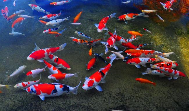 Sammlung der schönsten Koi-Fischbilder